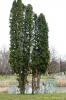 Thuja occidentalis